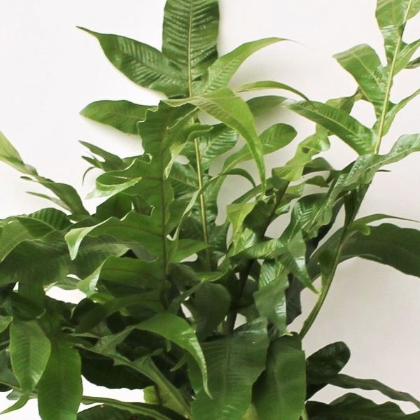 Aglaomorpha coronans – Santa rosa fern 12 30 Online-Schn?ppchen