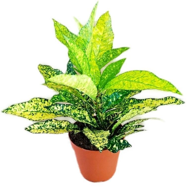 Codiaeum  Golden Sun  (Croton) 12 35 Rabatt