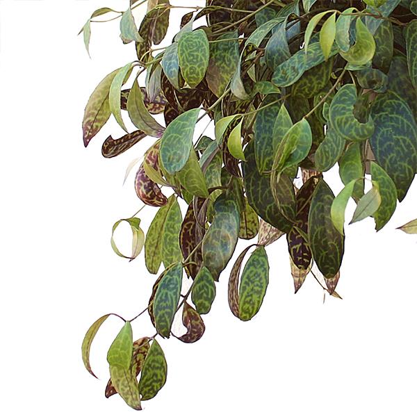 Aeschynanthus marmoratus 15 40 Angebot