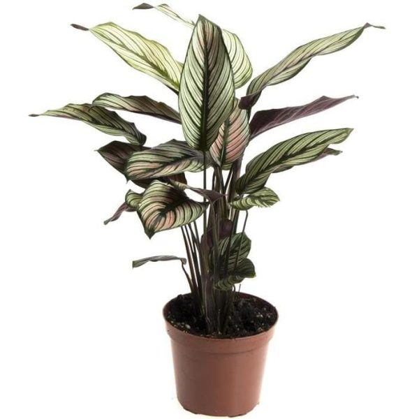 Calathea majestica  White star  with pink 12 30 Rabatt