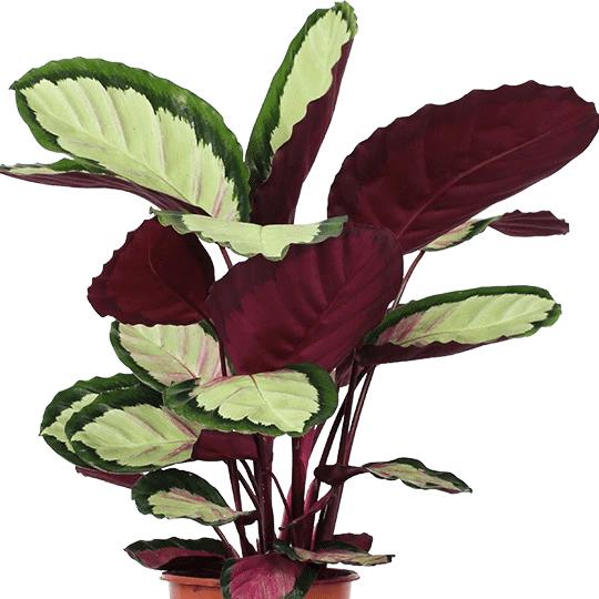 Calathea roseoptica  Silvia  17 70 Mode