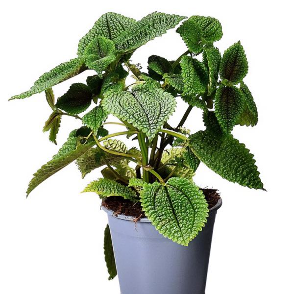 Pilea involucrata Moon Valley 14 30 Zu verkaufen