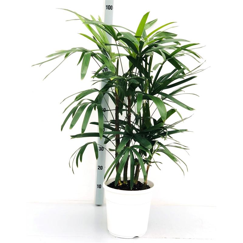 Rhapis excelsa Lady Palm 21 90 Mode